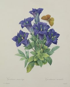 Gentiana acaulis (genciana trompeta), grabado por Langlois, de 